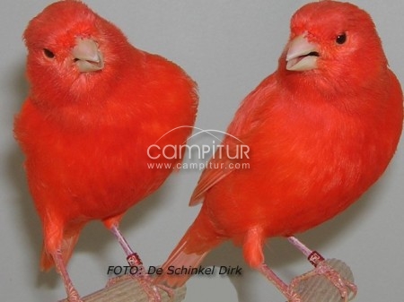 Canarios rojos