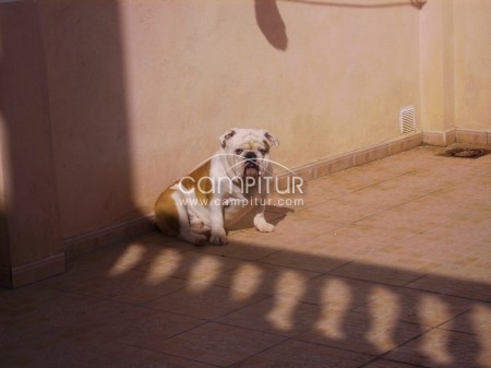 PRECIOSO BULLDOG INGLES BUSCA NOVIA