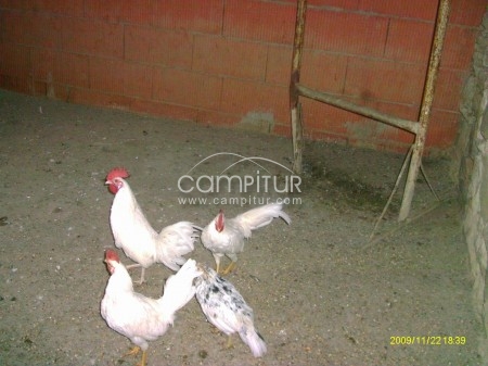 se venden pollos americanos