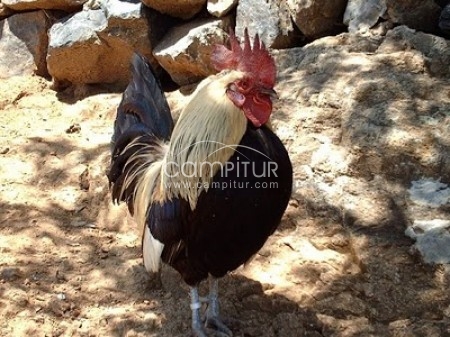 SE VENDEN GALLOS Y GALLINAS AMERICANOS