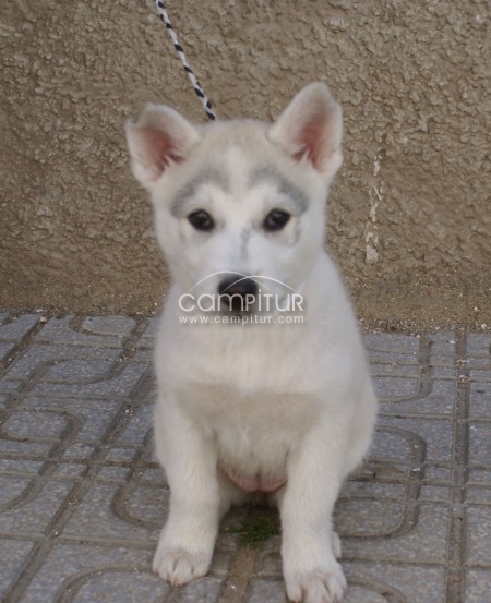 Vendo Husky Siberiano Blanca