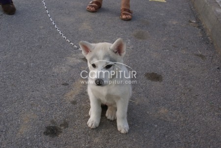 Foto 2 de Vendo Husky Siberiano Blanca