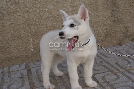 Foto 3 de Vendo Husky Siberiano Blanca