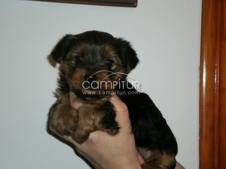 CACHORRO DE YORKSHIRE 