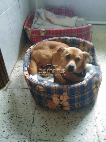 SE HA ENCONTRADO PERRO