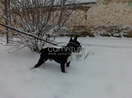 BULLDOG FRANCES PARA MONTA
