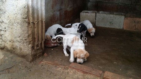 Se vende cachorros de pointer