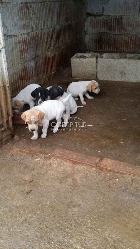 Foto 2 de Se vende cachorros de pointer
