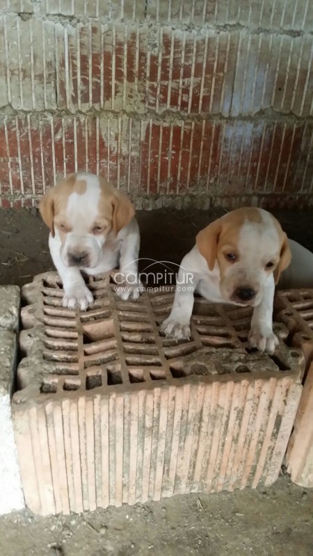 Foto 3 de Se vende cachorros de pointer