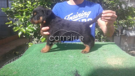 Foto 2 de Se vende rottwailer