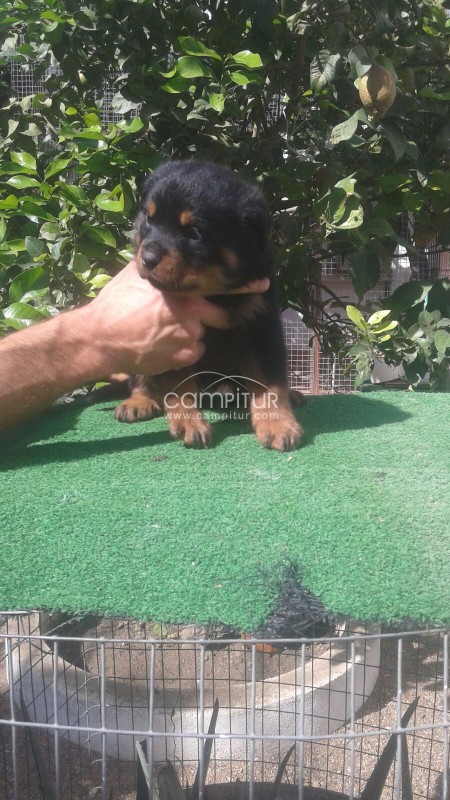 Foto 3 de Se vende rottwailer