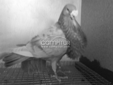 Palomas buchones granadinos