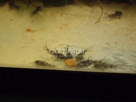 Foto 2 de Corydoras Pimientas a 1,50€
