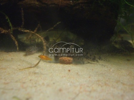 Foto 3 de Corydoras Pimientas a 1,50€