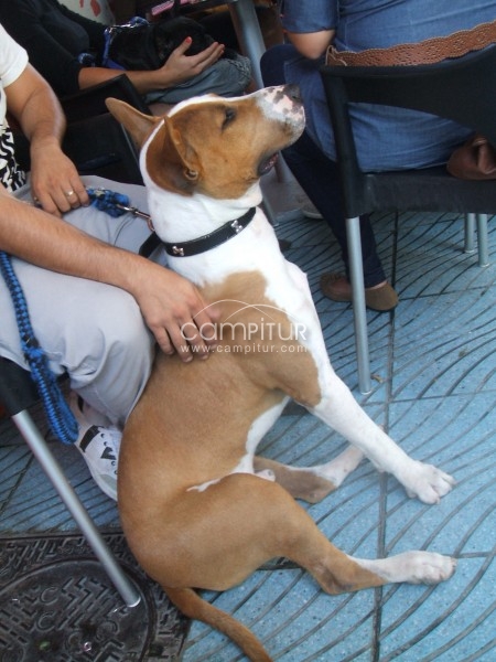 busco novia para mi perro es pitbull con bullterrier