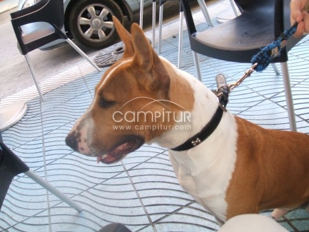 Foto 2 de busco novia para mi perro es pitbull con bullterrier