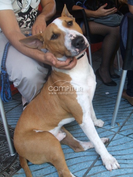 Foto 3 de busco novia para mi perro es pitbull con bullterrier