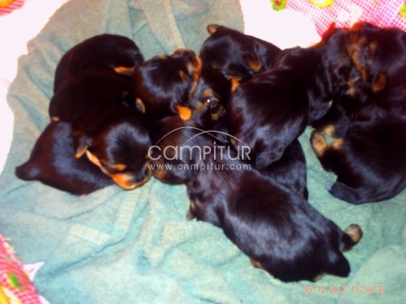 Foto 2 de yorkshire terrier