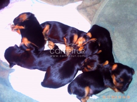 Foto 3 de yorkshire terrier