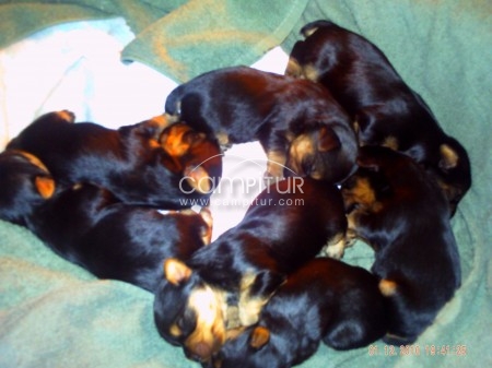 Foto 4 de yorkshire terrier