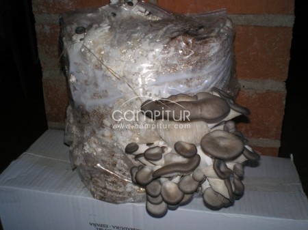 SACOS DE SETAS CULTIVADAS
