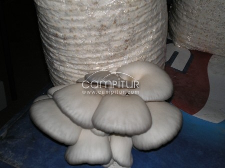 Foto 2 de SACOS DE SETAS CULTIVADAS