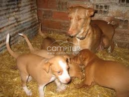 se vende podenco andaluz