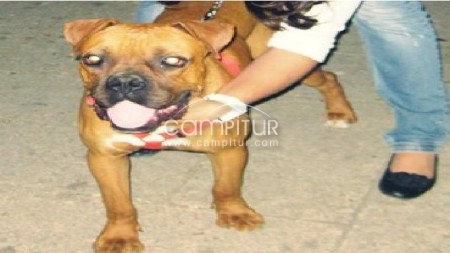 Se ofrece boxer para montas, a cambio de cachorro.