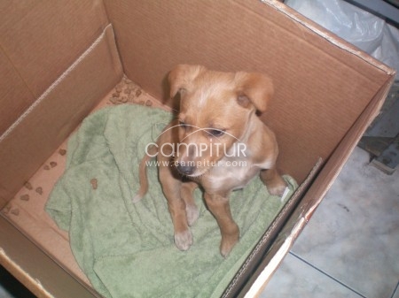 SE REGALA CACHORRO DE PODENCO.