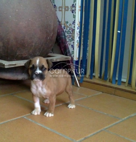 CACHORRO DE BOXER