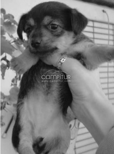 Cachorritas Por Solo 50 EUROS