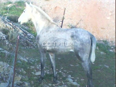 SE VENDE POTRA TORDO ROA
