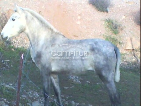 Foto 2 de SE VENDE POTRA TORDO ROA