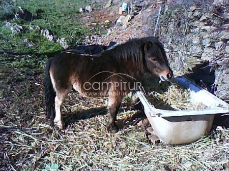 SE VENDE PONI PIO 