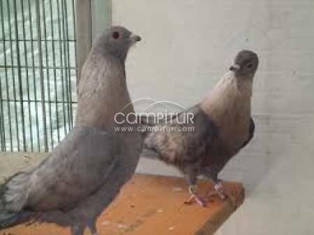 se vende pareja de palomas egipcias