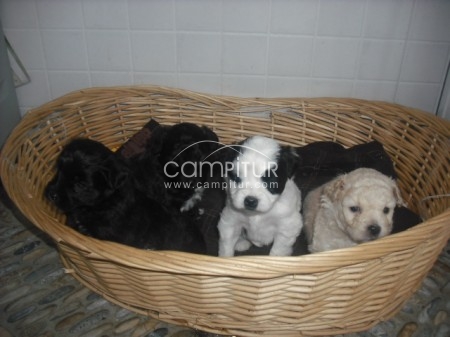 se vende