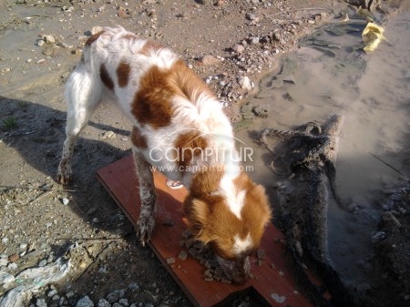 SE REGALA CACHORRO DE BRETON DE 6/7 MESES.