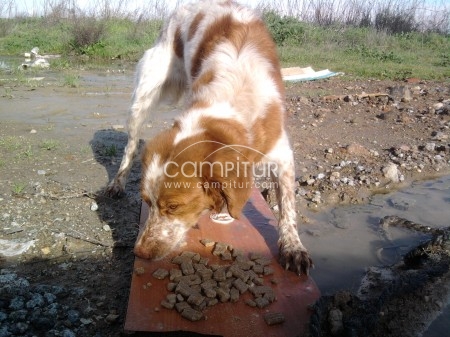 Foto 2 de SE REGALA CACHORRO DE BRETON DE 6/7 MESES.