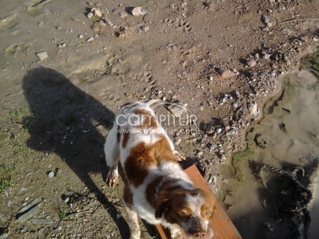 Foto 4 de SE REGALA CACHORRO DE BRETON DE 6/7 MESES.