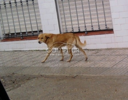 SE REGALA PERRO PEQUEÑO DE CORTA EDAD MUY BUENO.