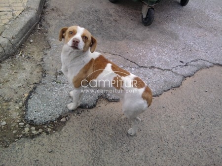 SE REGALA CACHORRO TAMAÑO PEQUEÑO