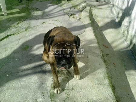 boxer