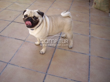 SE OFRECE CARLINO O PUG PARA MONTA