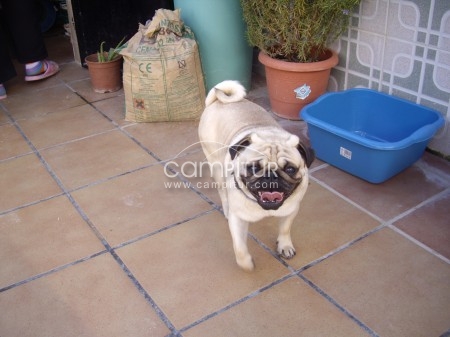 Foto 2 de SE OFRECE CARLINO O PUG PARA MONTA