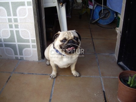 Foto 3 de SE OFRECE CARLINO O PUG PARA MONTA