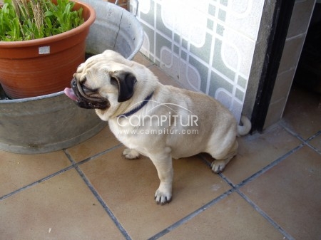 Foto 4 de SE OFRECE CARLINO O PUG PARA MONTA