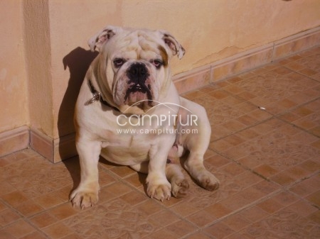 BULLDOG INGLES PARA MONTAS