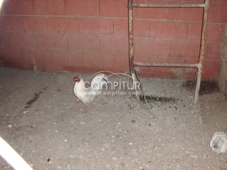 se cambia pollo ingles