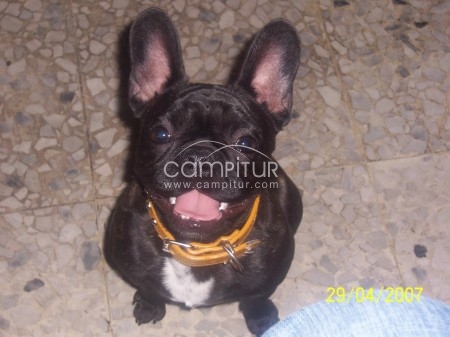 BULLDOG FRANCES PARA MONTAS
