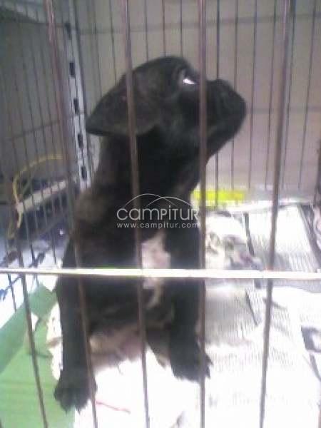 Foto 2 de BULLDOG FRANCES PARA MONTAS